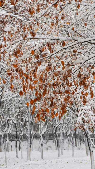 第一场雪