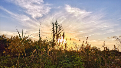 夕阳下的芦苇花。夕阳下的芦苇高低错落参差不齐，以高点为主体，以夕阳为背景，逆光拍摄。细节充分，立体感强烈，明暗反差适中，暗部细节清晰可见。此张图片拍摄于大港湿地公园，位于桃花岛南侧湿地岸边。