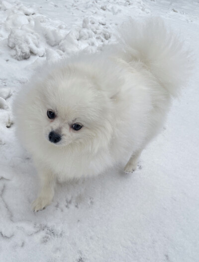 雪中散步的狗狗，嘴裂到了后脑勺