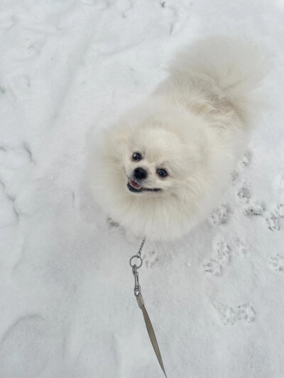 雪中散步的狗狗，嘴裂到了后脑勺