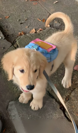 开心捏 再过一个月我一年的努力就可以白费啦  嘻嘻 还好没有努力