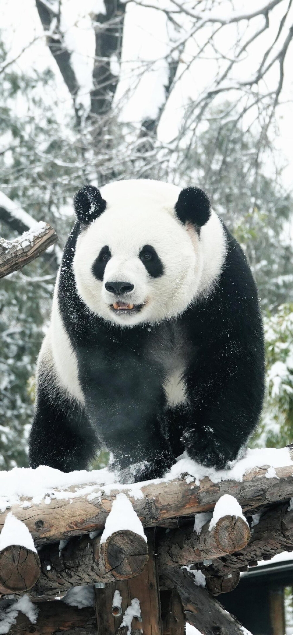 精美壁纸 拿图点赞 喜欢留下小心心