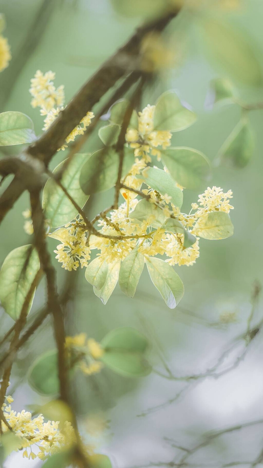 桂花