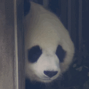 gif动图