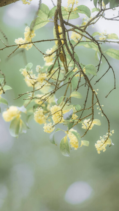 桂花