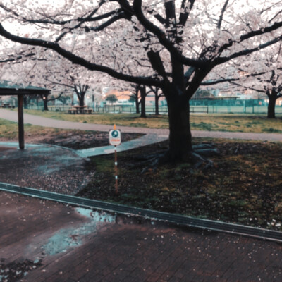  古山上 诞生沾满雪的花蕊