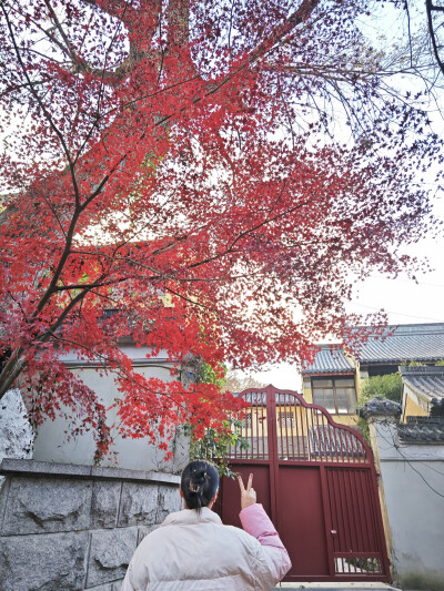 看漫山紅遍，層林盡染。