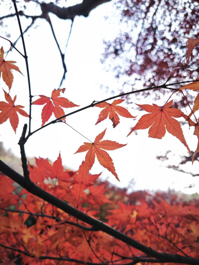 看漫山紅遍，層林盡染。