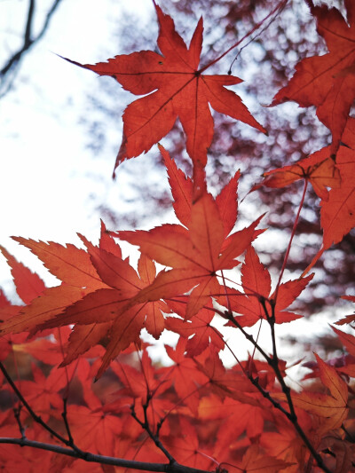 看漫山紅遍，層林盡染。