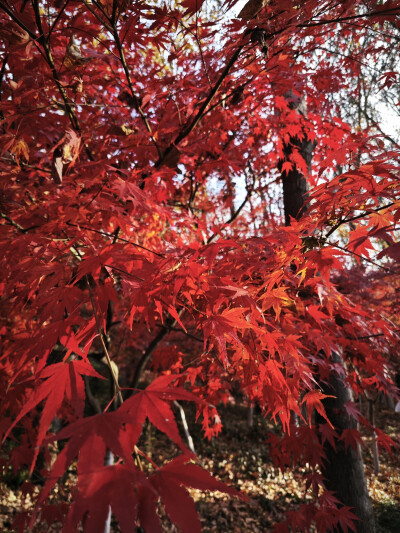 看漫山紅遍，層林盡染。