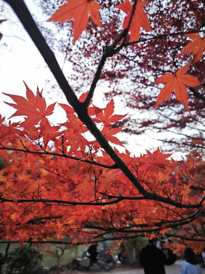 看漫山紅遍，層林盡染。