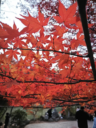 看漫山紅遍，層林盡染。