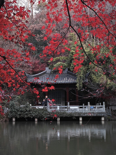 看漫山紅遍，層林盡染。