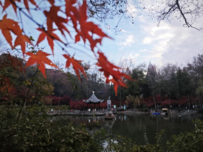 看漫山紅遍，層林盡染。