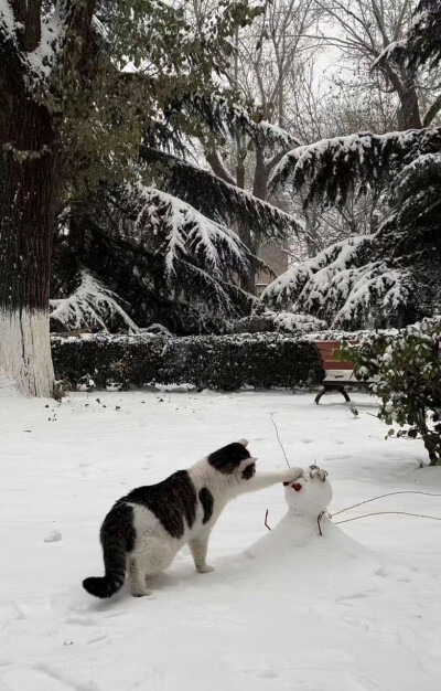 小猫和雪人