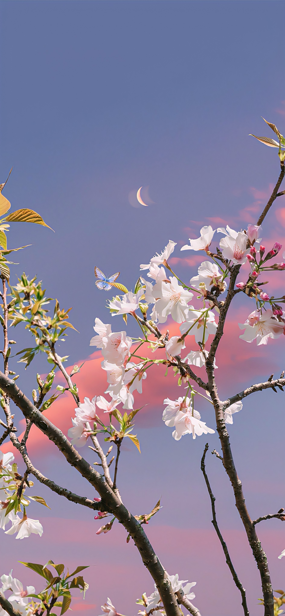 ▸花壁纸
"晚霞与玫瑰共绘浪漫"