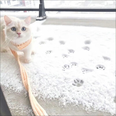 雪地小猫