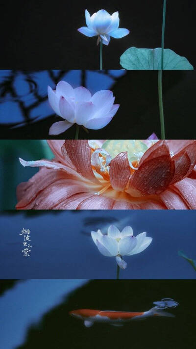 鲜花拼接壁纸