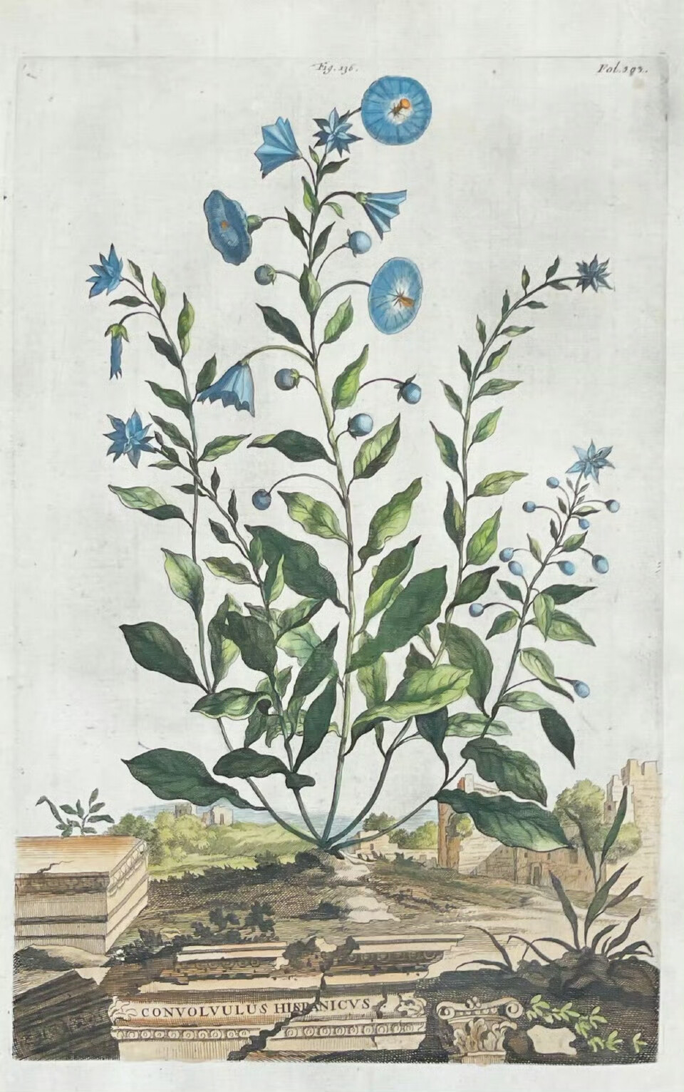 17世纪荷兰植物学家亚伯拉罕.蒙廷（Abraham Munting，1626-1683）的植物图鉴。蒙廷是荷兰格罗宁根大学的教授，也曾参与荷兰著名植物园——格罗宁根植物园的扩建工作。蒙廷所绘的植物图鉴多以田园或是城堡，又或是古城废墟等迷人风景为背景，植物有些是温带地区的树木、花卉或是草本植物，有些则是来自美洲和其他遥远国度的外来物种。植物名字以拉丁文写就，加以丝带点缀，有着极强的立体感与丰富的细节，美国克利夫兰艺术博物馆、波士顿美术馆等都有收藏他的植物画稿。