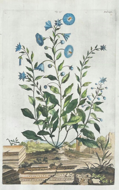 17世纪荷兰植物学家亚伯拉罕.蒙廷（Abraham Munting，1626-1683）的植物图鉴。蒙廷是荷兰格罗宁根大学的教授，也曾参与荷兰著名植物园——格罗宁根植物园的扩建工作。蒙廷所绘的植物图鉴多以田园或是城堡，又或是古…