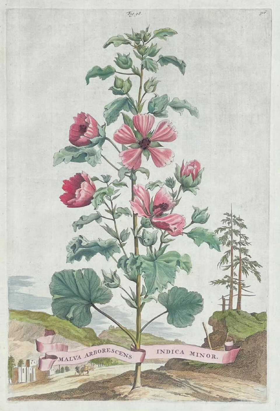 17世纪荷兰植物学家亚伯拉罕.蒙廷（Abraham Munting，1626-1683）的植物图鉴。蒙廷是荷兰格罗宁根大学的教授，也曾参与荷兰著名植物园——格罗宁根植物园的扩建工作。蒙廷所绘的植物图鉴多以田园或是城堡，又或是古城废墟等迷人风景为背景，植物有些是温带地区的树木、花卉或是草本植物，有些则是来自美洲和其他遥远国度的外来物种。植物名字以拉丁文写就，加以丝带点缀，有着极强的立体感与丰富的细节，美国克利夫兰艺术博物馆、波士顿美术馆等都有收藏他的植物画稿。