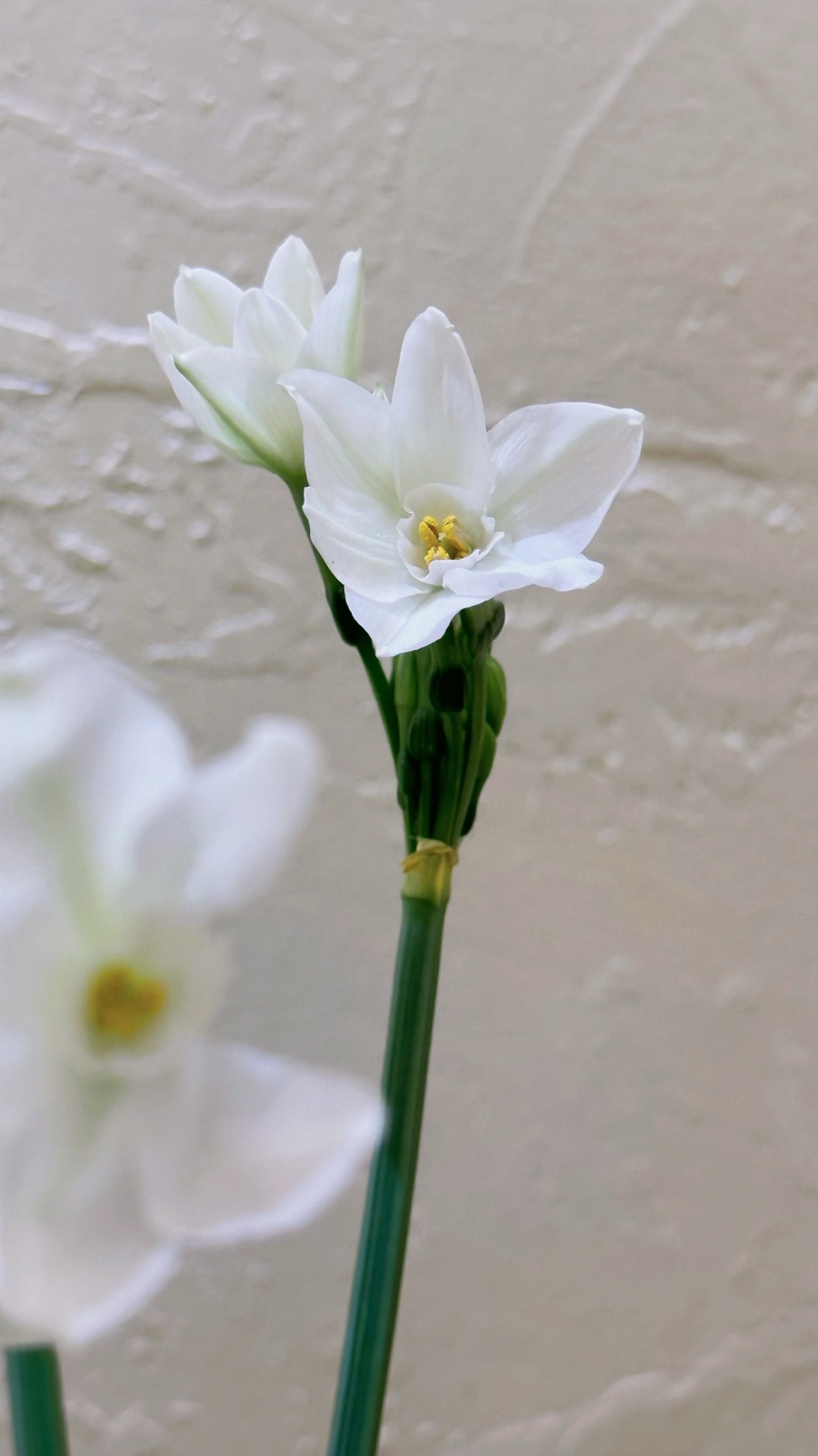 居家好物 一周鲜花