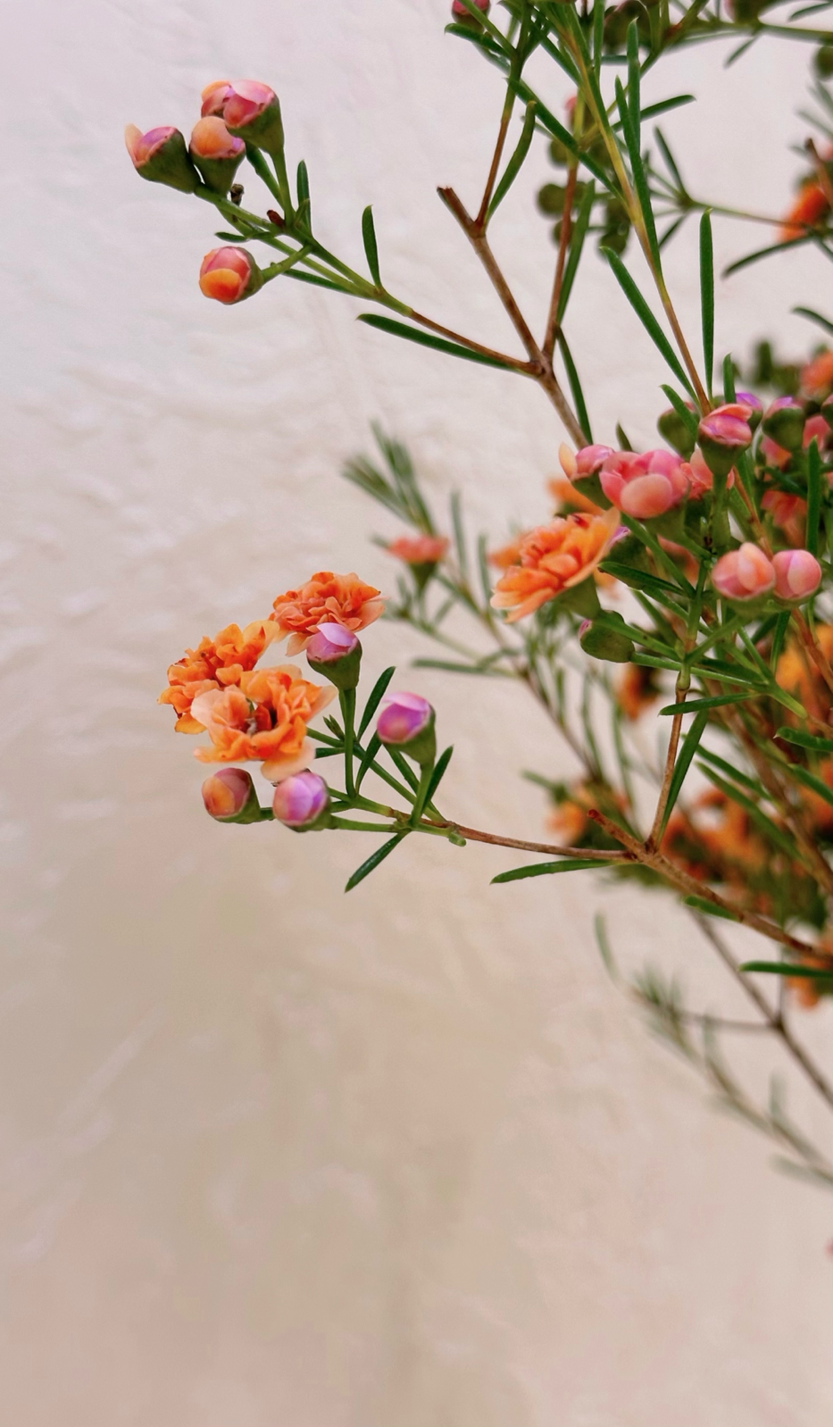 居家好物 一周鮮花