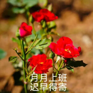 【大数据猜你需要:花语表情包 】 - 高清图片,堆糖,美图壁纸兴趣社区