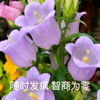 【大数据猜你需要：花语表情包 】