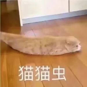 【猫猫虫】