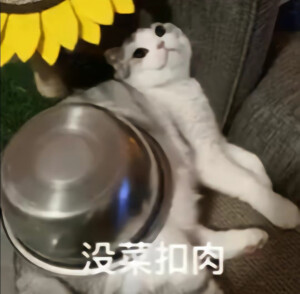 猫猫表情包