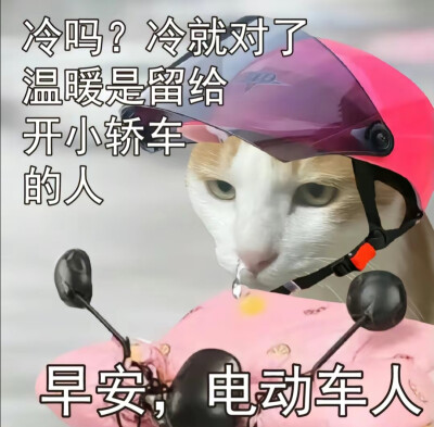 猫猫表情包