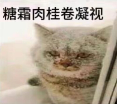 猫猫表情包