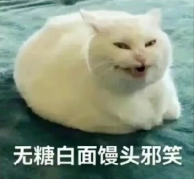 猫猫表情包