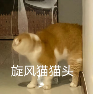 猫猫表情包