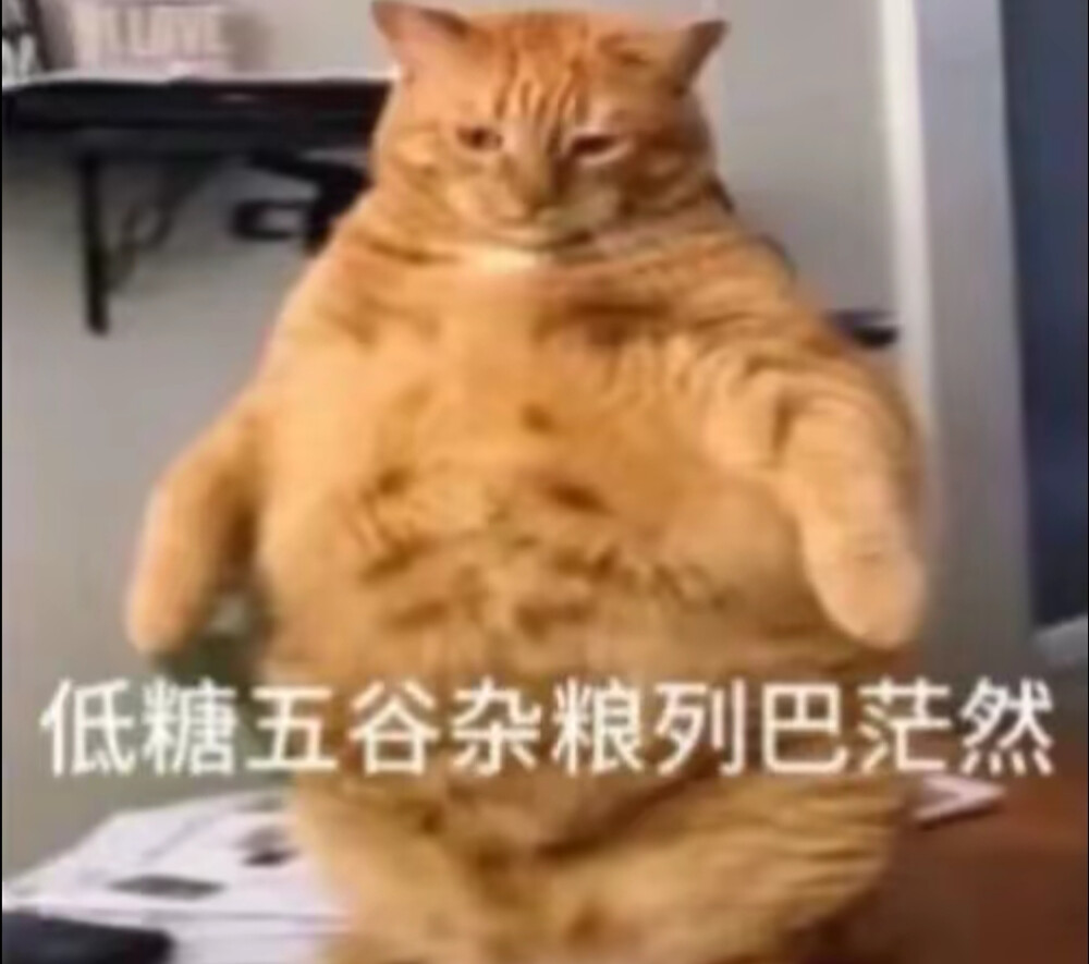 猫猫表情包