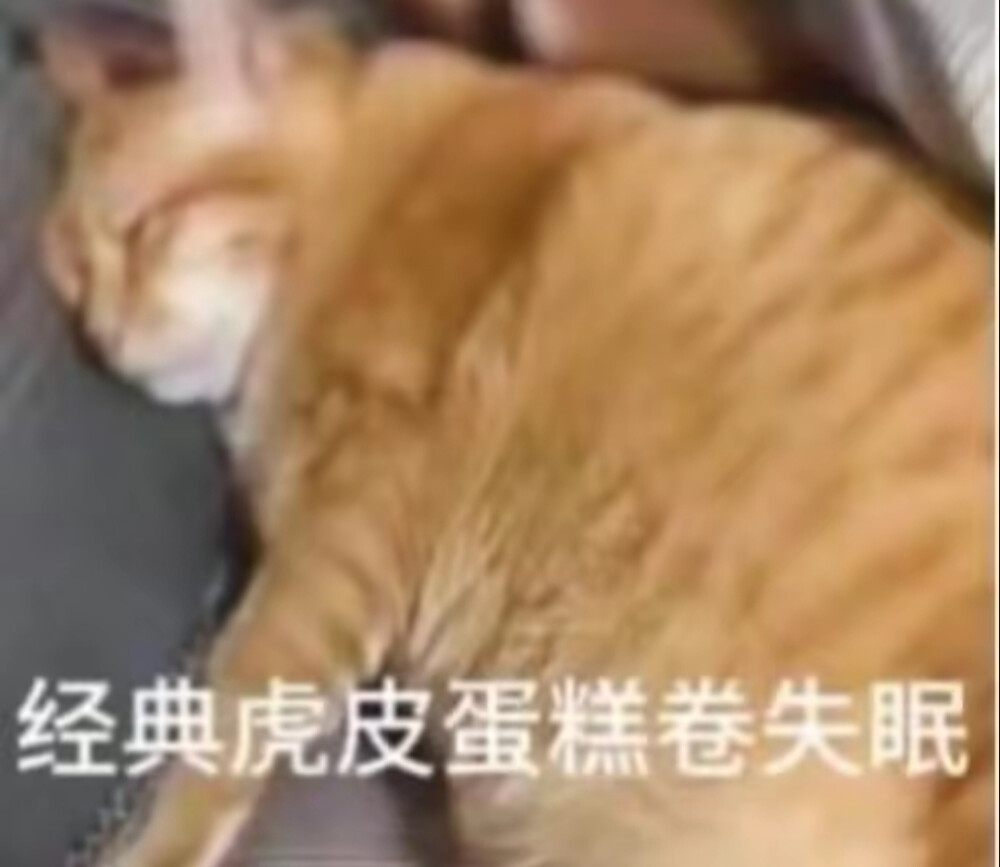 猫猫表情包