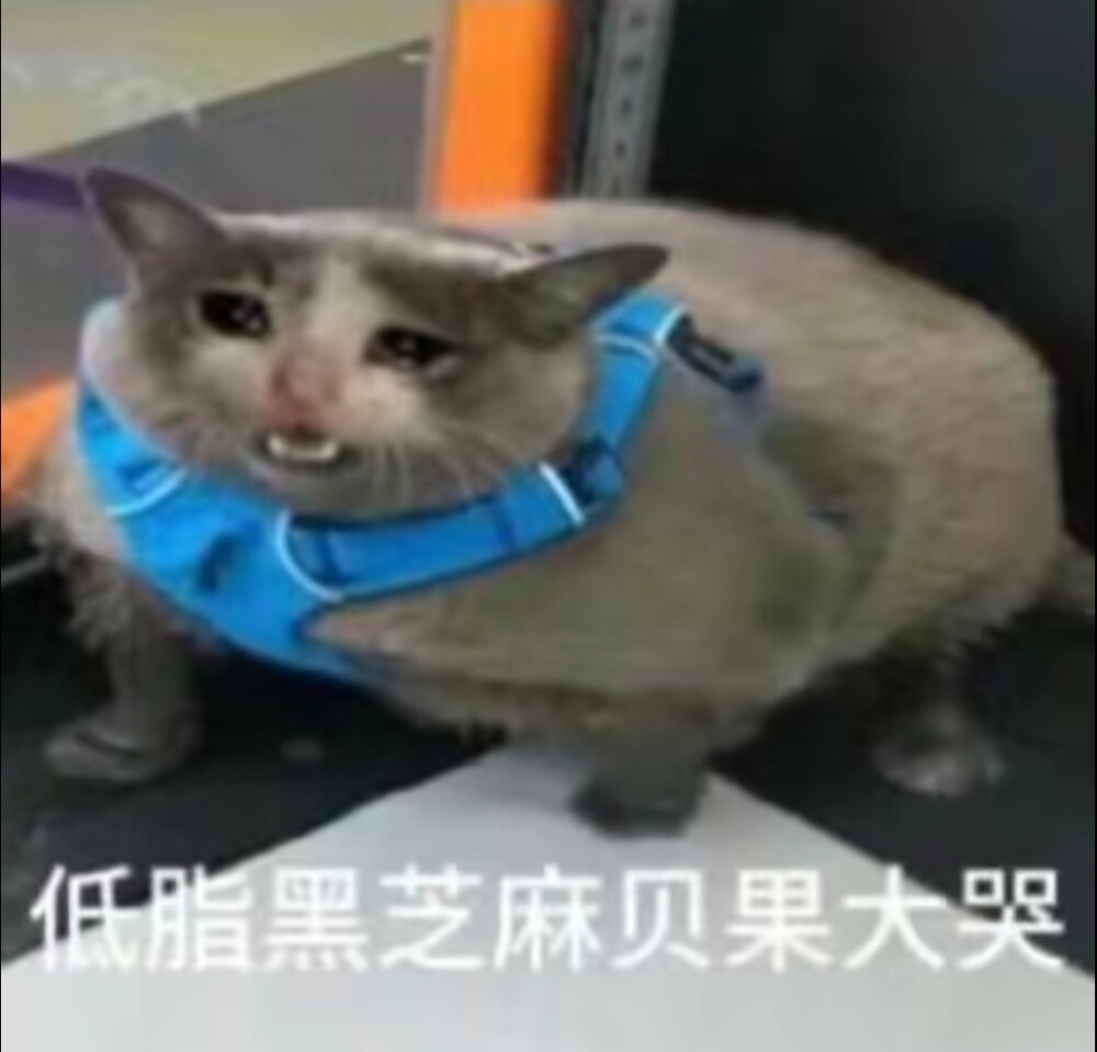 猫猫表情包