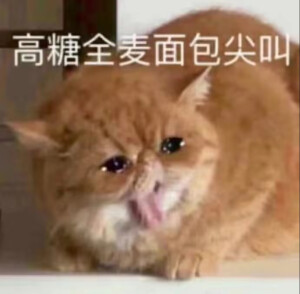 猫猫表情包