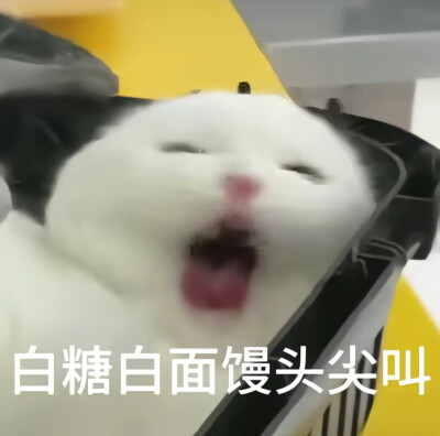 猫猫表情包