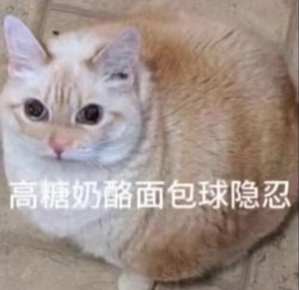 猫猫表情包