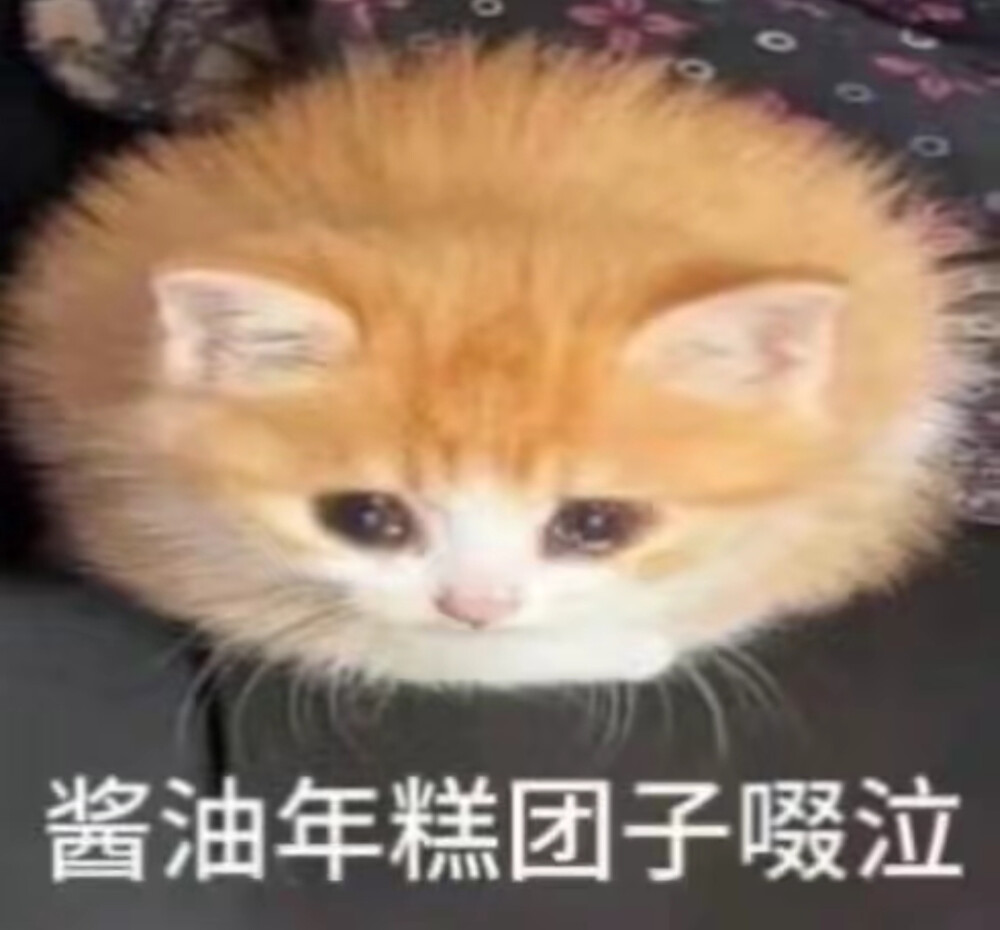 猫猫表情包