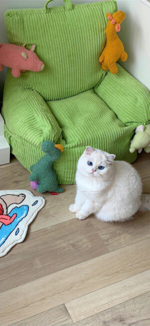 猫猫+动漫壁纸