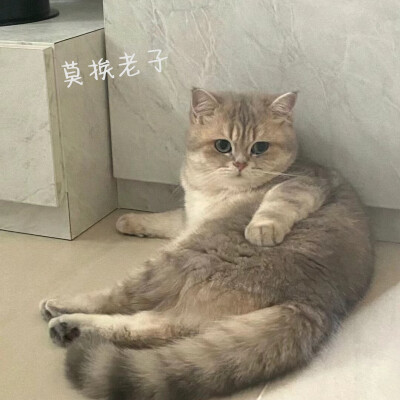 小猫咪表情包