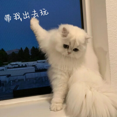 小猫咪表情包