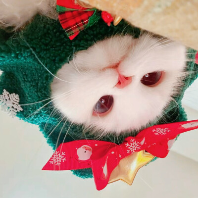 圣诞猫咪头像
