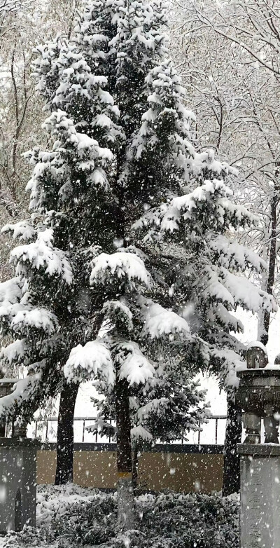 雪天背景 雪 冬日氛围感
ins背景