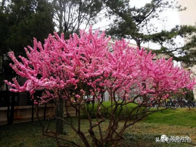 屋顶绿化植物应以耐旱、耐热、耐寒、抗强风和少病虫害的植物为主，适合的植物包括佛甲草、景天科景天属植物、蔓花生、马尼拉草、鸭跖草科锦竹草、蔓花生、大花马齿苋、吊竹梅、红叶景天、三七景天、紫叶李、垂枝榆、…