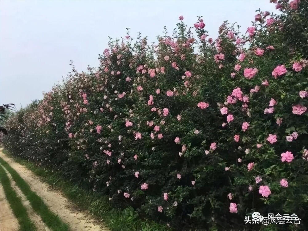 屋顶绿化植物应以耐旱、耐热、耐寒、抗强风和少病虫害的植物为主，适合的植物包括佛甲草、景天科景天属植物、蔓花生、马尼拉草、鸭跖草科锦竹草、蔓花生、大花马齿苋、吊竹梅、红叶景天、三七景天、紫叶李、垂枝榆、榆叶梅、金银木、紫叶矮樱、红端木等。这些植物不仅具有良好的观赏性，而且能调节环境、保持水土、减少污染。