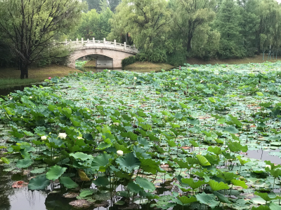 河南省平顶山市白龟湖国家湿地公园 壁纸 美图